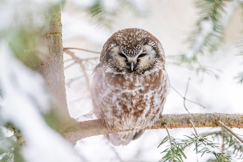 Great Horned Owl (Aegolius funereus) sitting on a branch in winter, National Park Bavarian Forest, Bavaria, Germany