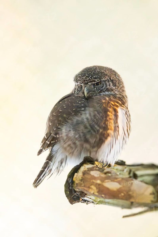 Eurasian pygmy owl (Glaucidium passerinum) sitting on a branch in winter, National Park Bavarian Forest, Bavaria, Germany