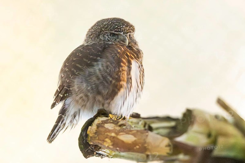 Eurasian pygmy owl (Glaucidium passerinum) sitting on a branch in winter, National Park Bavarian Forest, Bavaria, Germany