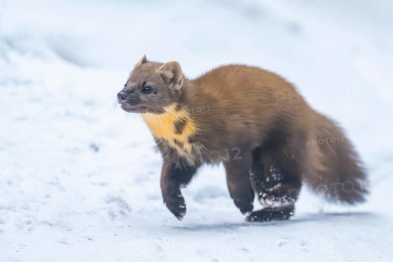 European pine marten (Martes martes) running in the snow in winter, National Park Bavarian Forest, Bavaria, Germany