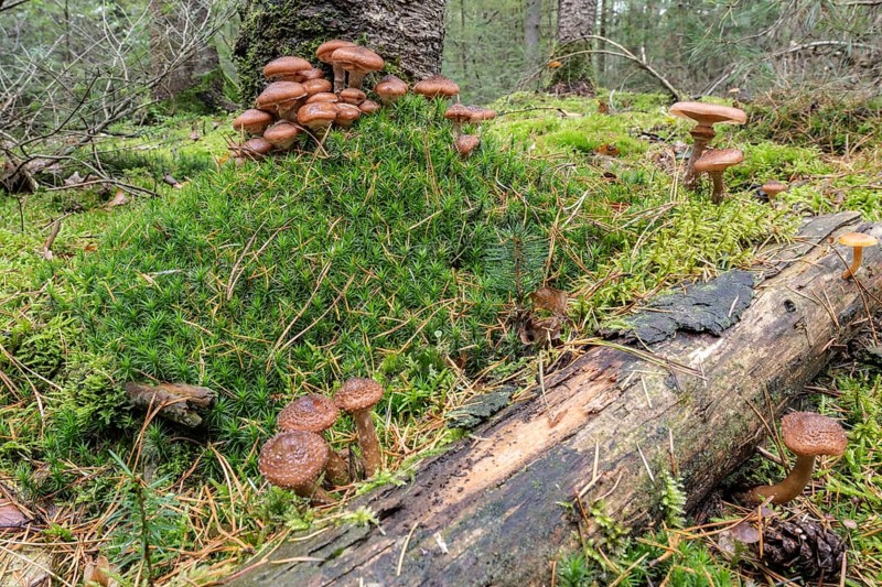 Hallimash (Armillaria ostoyae), Emsland, Lower Saxony, Germany