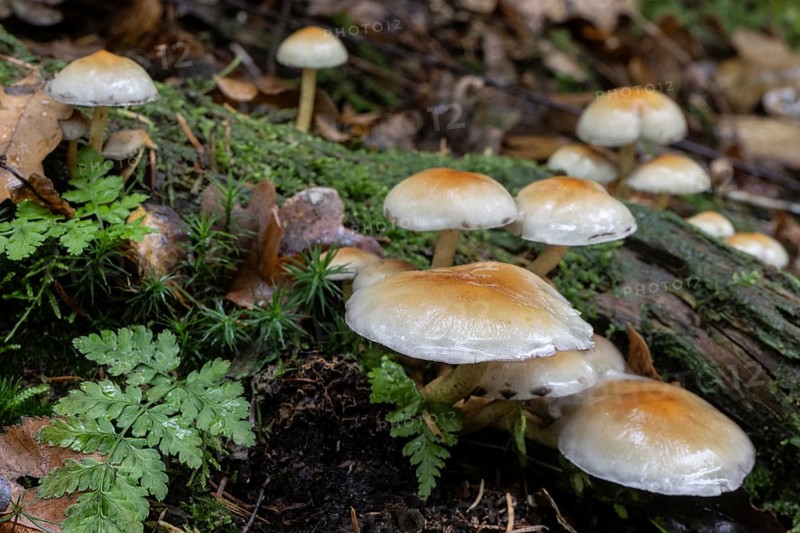 Sulphur Tuft (Hypholoma fasciculare), Emsland, Lower Saxony, Germany