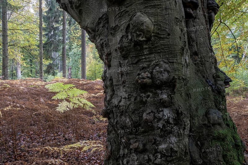 Old European beech (Fagus sylvatica) and bracken (Pteridium aquilinum), Emsland, Lower Saxony, Germany