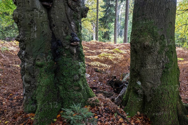 Old red beech (Fagus sylvatica) and eagle fern (Pteridium aquilinum), Emsland, Lower Saxony, Germany