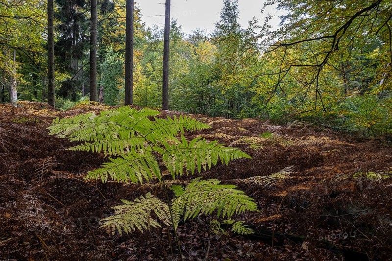 Eagle fern (Pteridium aquilinum) in mixed autumn forest, Emsland, Lower Saxony, Germany