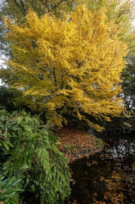Japanese Japanese maple (Acer palmatum Sangu-Kaku) in autumn leaves, Emsland, Lower Saxony, Germany