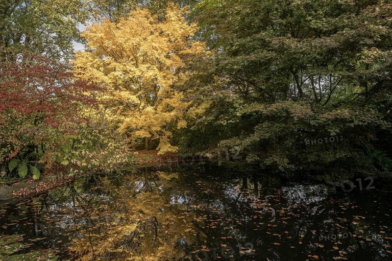 Japanese Japanese maple (Acer palmatum Sangu-Kaku) in autumn leaves, Emsland, Lower Saxony, Germany