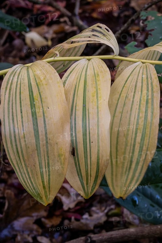 Patterns in autumn leaves of Solomon seal (Polygonatum multiflorum), Emsland, Lower Saxony, Germany