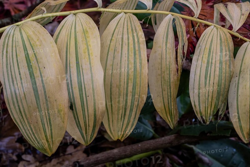 Patterns in autumn leaves of Solomon seal (Polygonatum multiflorum), Emsland, Lower Saxony, Germany