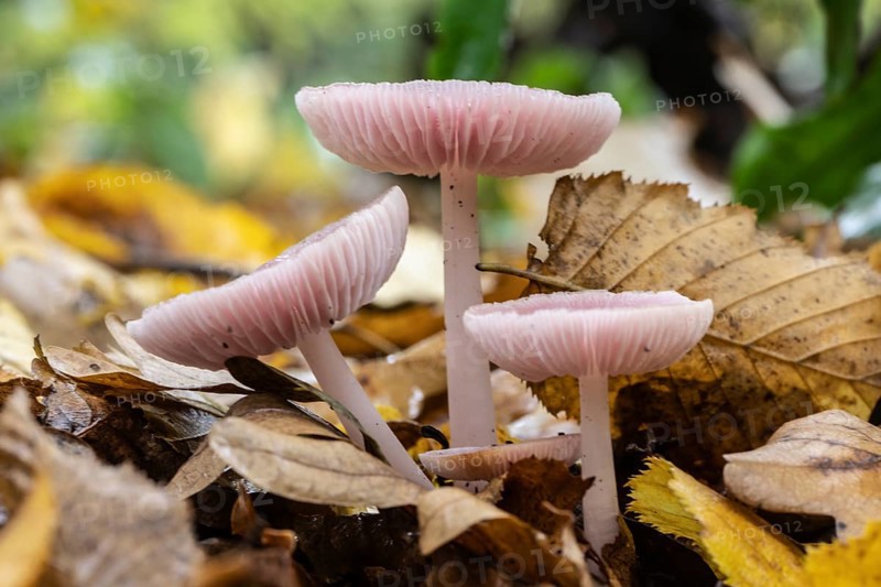 Dwarf paint funnels (Laccaria tortilis), Emsland, Lower Saxony, Germany