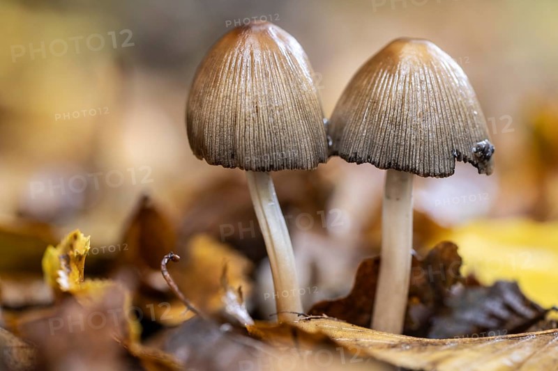 Mica tints (Coprinus micaceus), Emslland, Lower Saxony, Germany