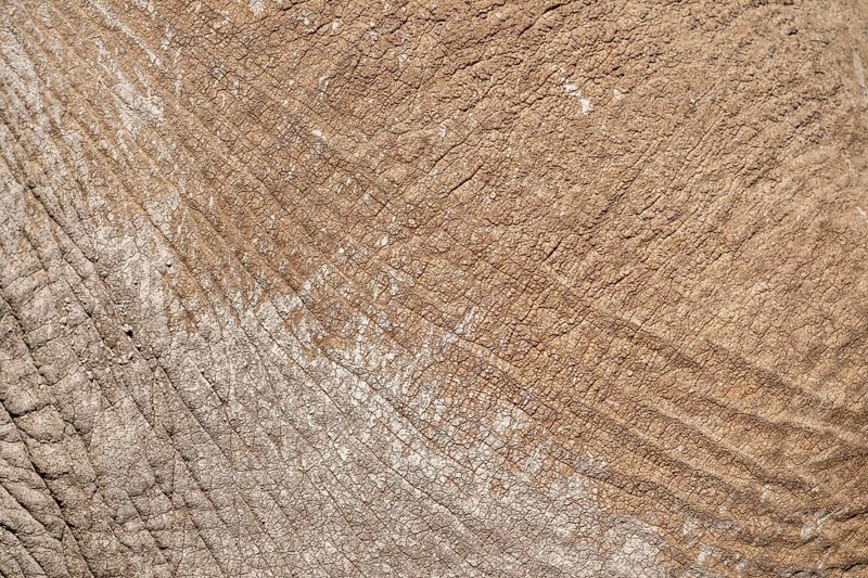 African elephant (Loxodonta africana) detail of skin, Kajiado County, Kenya
