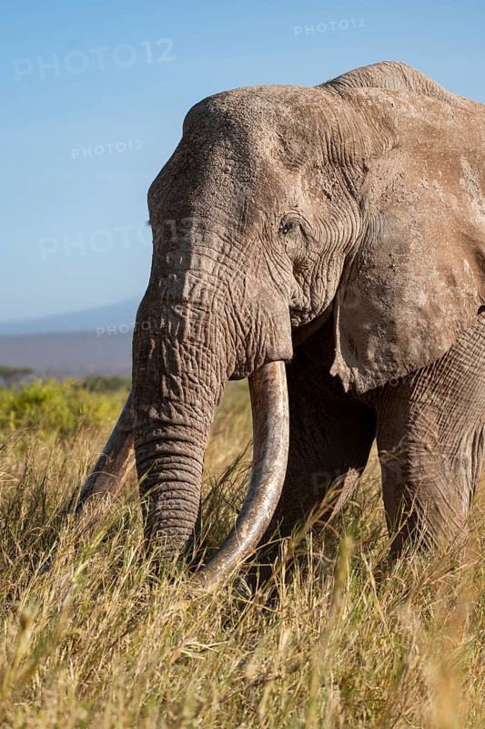African elephant (Loxodonta africana) the famous Super Tusker elephant Craig, old male with long tusks, animal portrait, Kajiado County, Kenya