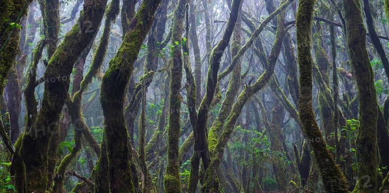 Cloud forest in Garajonay National Park, La Gomera, Canary Islands, Spain