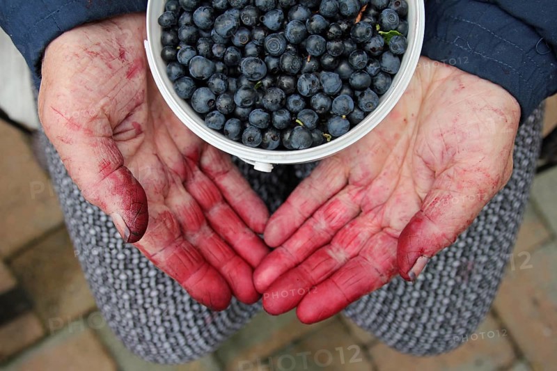 Dirty hands hold a bowl full of fresh blueberries. Horn-Bd Meinberg, North Rhine-Westphalia, Germany