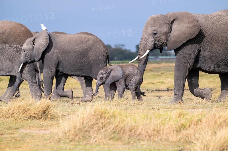 African elephant (Loxodonta africana), mother and small young, baby elephant, Amboseli National Park, Rift Valley Province, Kenya
