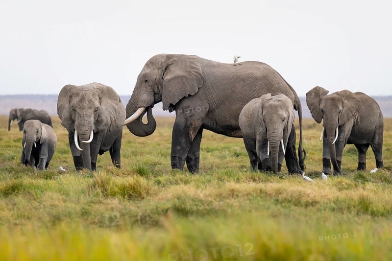 African elephant (Loxodonta africana), herd with heron (Bubulcus ibis), Longinye swamp, Amboseli National Park, Rift Valley Province, Kenya