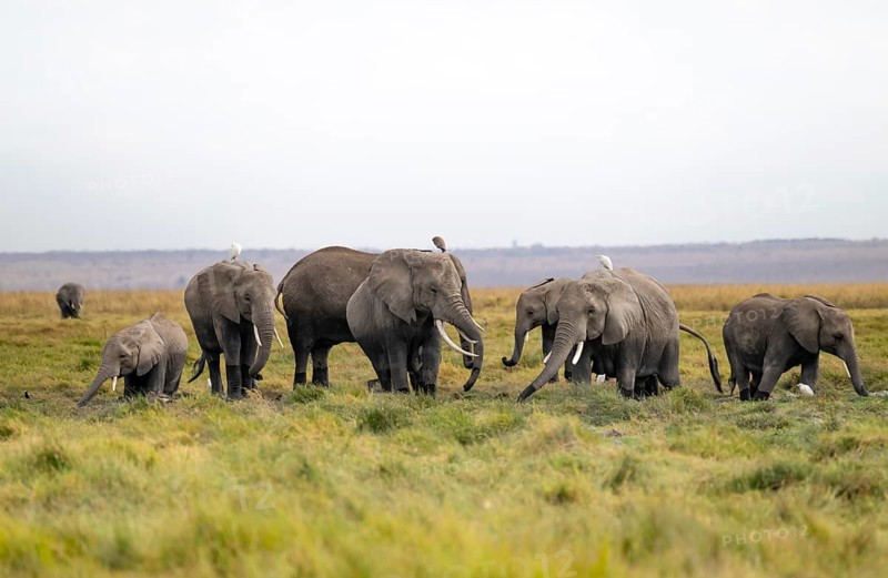 African elephant (Loxodonta africana), herd of herons (Bubulcus ibis), Longinye Swamp, Amboseli National Park, Rift Valley Province, Kenya