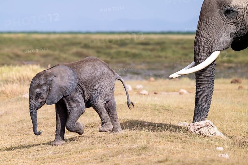 African elephant (Loxodonta africana), small young, baby elephant, Amboseli National Park, Rift Valley Province, Kenya