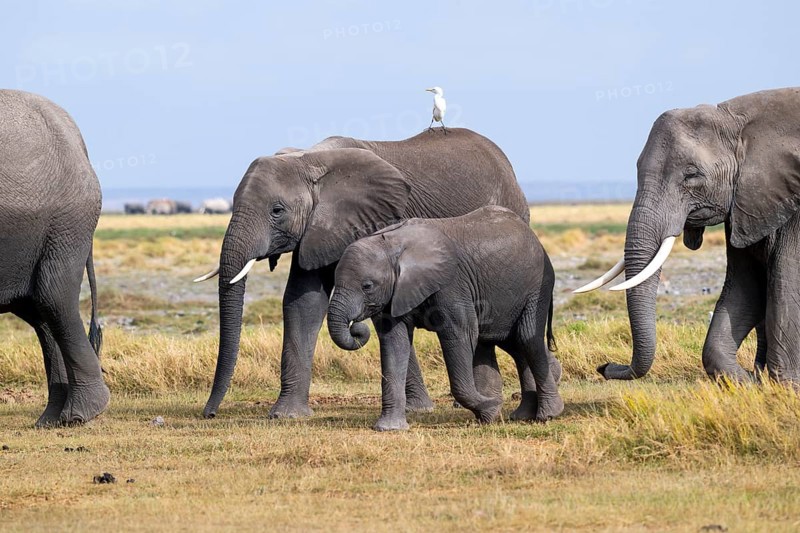 African elephant (Loxodonta africana), mother and young with heron (Bubulcus ibis), Amboseli National Park, Rift Valley Province, Kenya