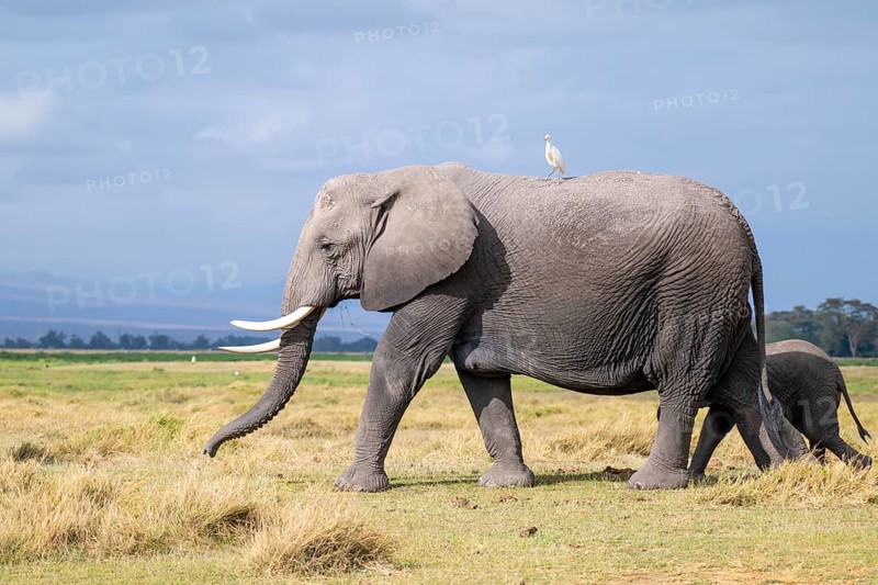 African elephant (Loxodonta africana), with heron (Bubulcus ibis), Amboseli National Park, Rift Valley Province, Kenya