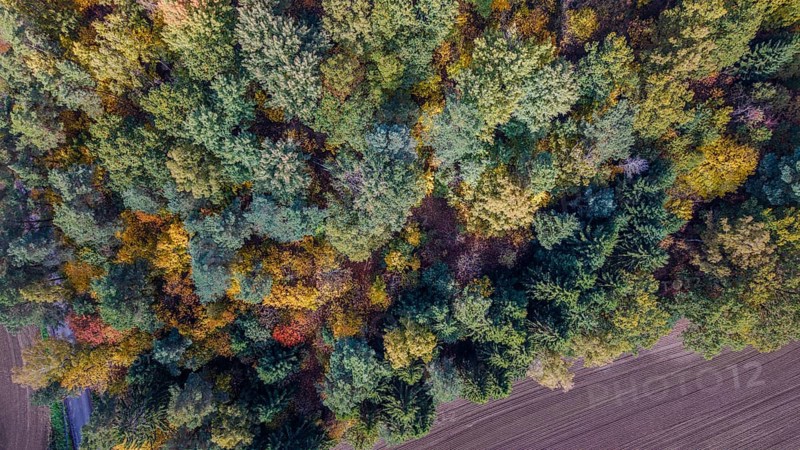 In autumn, the forest unfolds its beauty with colorful leaves in various colors. An agricultural area borders the forest and harmonizes with nature. Bad Neualbenreuth, Upper Palatinate