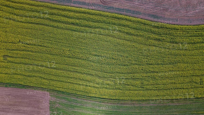 A large field full of yellow flowers stretches out under the clear sky. The ground is brown and shows the structure of the terrain. It is late afternoon and the colors are bright. Bad Neualbenreuth, Upper Palatinate
