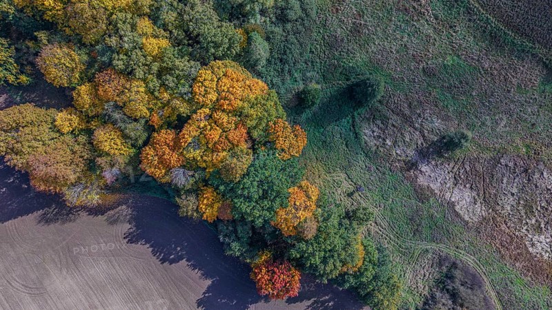 The trees on the edge of the forest show bright colors in autumn. The golden and red leaves illuminate the landscape. A gentle wind blows through the treetops. Železná hurka, Czech Republic