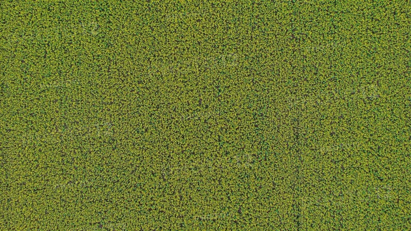 A bird's eye view of a rapeseed field. The large area stretches out under a clear sky. Liebenstein, Upper Palatinate