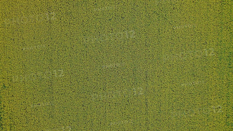 A bird's eye view of a rapeseed field. Nature radiates peace and shows a harmonious arrangement of plants. Liebenstein, Upper Palatinate