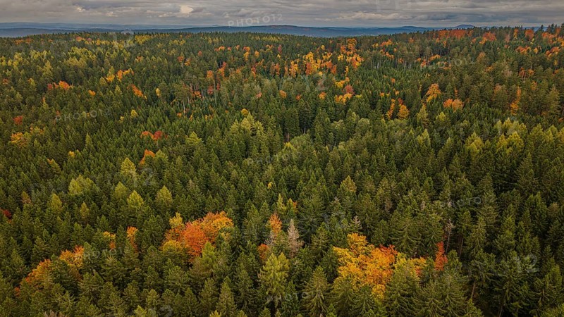 In the autumn forest, the trees are dressed in different colors. The leaves show a spectrum of green, yellow and orange. The landscape stretches out to the horizon. Altglashütte, Upper Palatinate