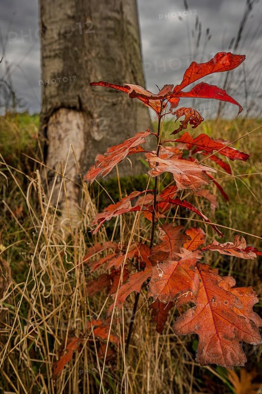 A young tree with bright red leaves grows in autumn. In the background is a large tree trunk surrounded by tall grass. The clouds are grey and threatening. Vohenstrauß, Upper Palatinate