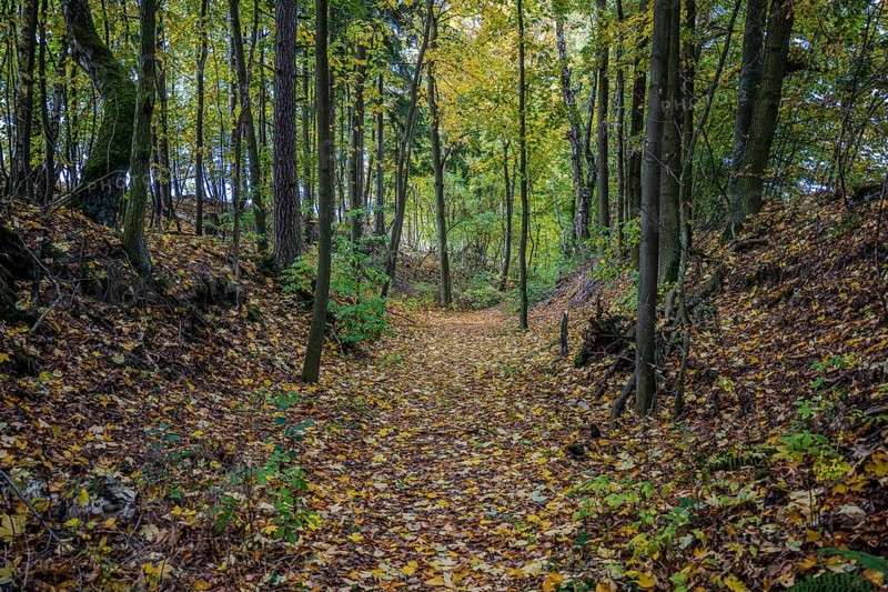 A quiet forest trail in October shows colorful autumn leaves. The sun shines through the trees as the path runs between the trees. There is a peaceful atmosphere. Železná hurka, Czech Republic