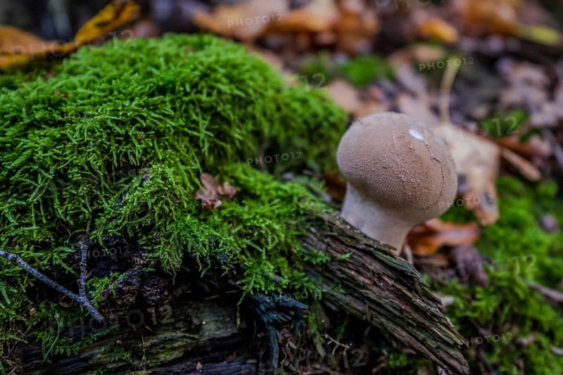 A small mushroom stands on a piece of wood covered with green moss. Surrounded by fallen leaves, the scene depicts autumn in the forest. Železná hurka, Czech Republic