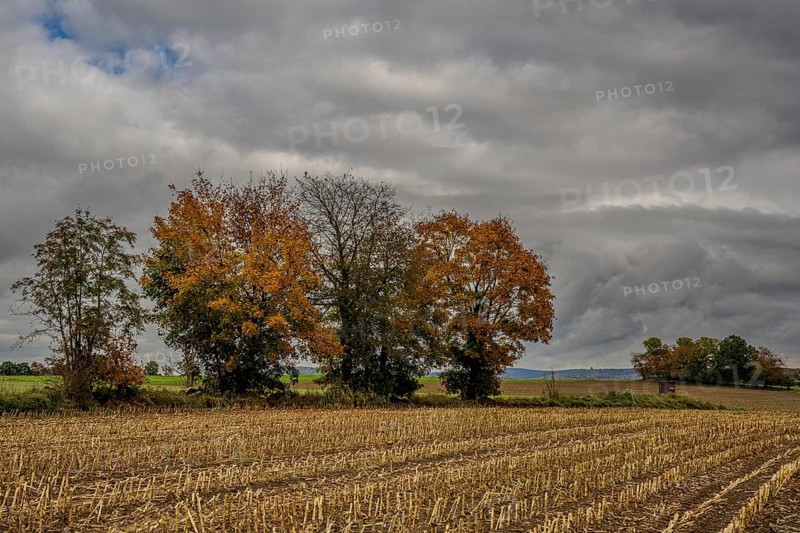 A row of colorful trees stand on the edge of a harvested corn field. The sky is cloudy and the atmosphere is quiet. Autumn is reflected in the variety of colors of the leaves. Vohenstrauß, Upper Palatinate
