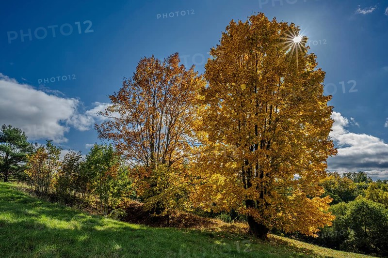 Two large trees with bright yellow leaves stand on a green hill under a blue sky. Sun rays shine through the branches and create a warm atmosphere. Železná hurka, Czech Republic