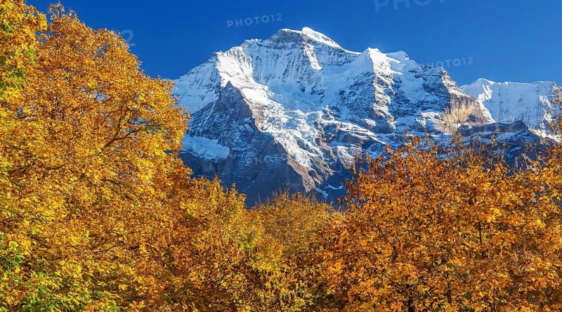 Autumn landscape in the hamlet of Sulwald with a view of the Jungfrau 4158m, Isenfluh, Lauterbrunnental, Bernese Oberland, Canton of Bern, Switzerland