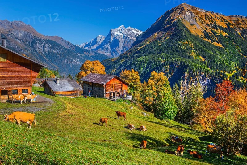 Sulwald hamlet with Wetterhorn 3690m in autumn, Isenfluh, Lauterbrunnental, Bernese Oberland, Canton of Bern, Switzerland