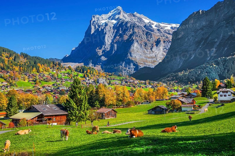Autumn landscape with village overview and Wetterhorn 3690m, Grindelwald, Lütschinental, Bernese Oberland, Canton of Bern, Switzerland