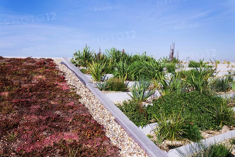 Root zone waste water sewage treatment plant on the extensive green ecological living sod roof Prague Czech republic