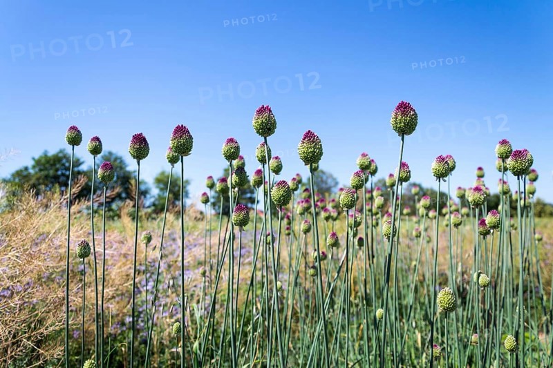 Beautiful purple green blooming round-headed garlic flower, allium sphaerocephalon on blurred summer meadow background, sunny day Prague Czech republic