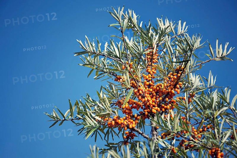 Hippophae rhamnoides female plants with fruit berries detail, common sea buckthorn shrub Prague Czech republic