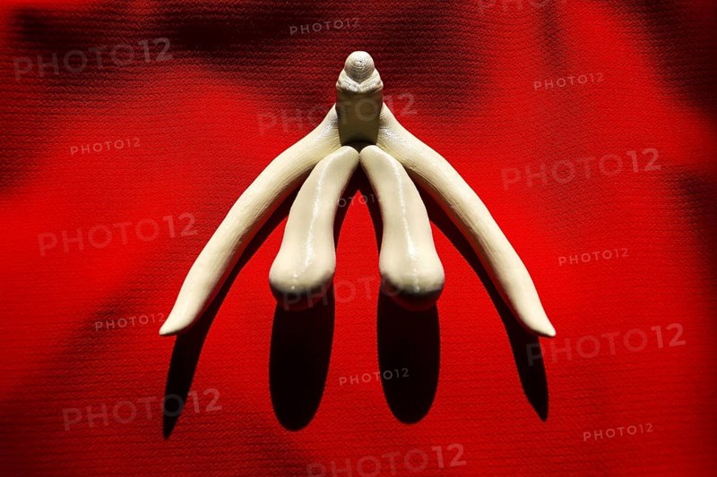 3d printed female sex organ clitoris for human anatomy lessons Prague Czech republic
