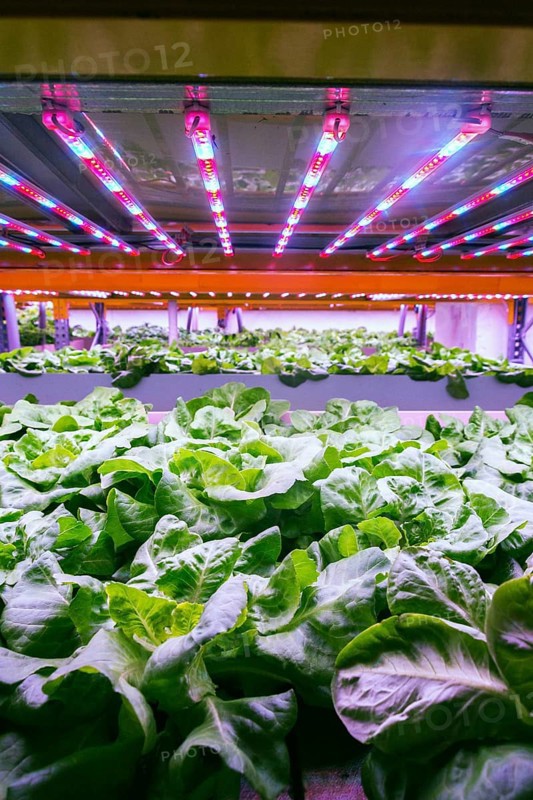 Aquaponics system combines fish aquaculture with hydroponics, cultivating lettuce plants in water under artificial lighting Prague Czech republic