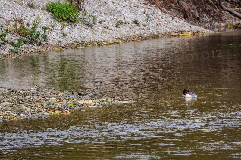 A grebe (Podiceps cristatus) can be seen alone in the clear water of a small body of water. Surrounded by stones and plants, he enjoys the peace and quiet in the area. Landau an der Isar, Lower Bavaria