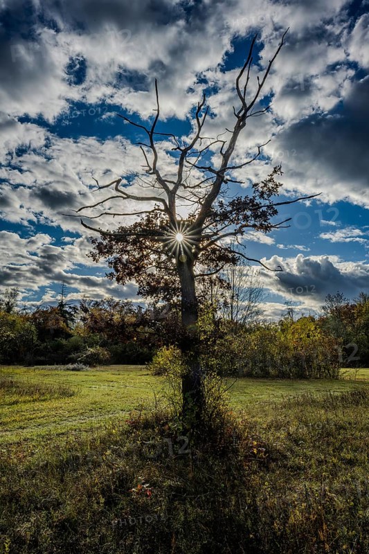 A large, bare tree stands in an open meadow. The sun shines through the branches and illuminates the surrounding landscape with clouds above the sky. Landau an der Isar, Lower Bavaria
