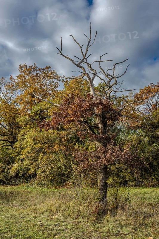 In this autumn scene, there is a bare tree surrounded by colorful deciduous trees and a cloudy blanket of sky. The colors of nature radiate peace. Landau an der Isar, Lower Bavaria