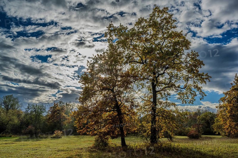There are two large trees in an open meadow. The leaves show fall colors. The sky is cloudy but sunbeams fall through the clouds. Landau an der Isar, Lower Bavaria
