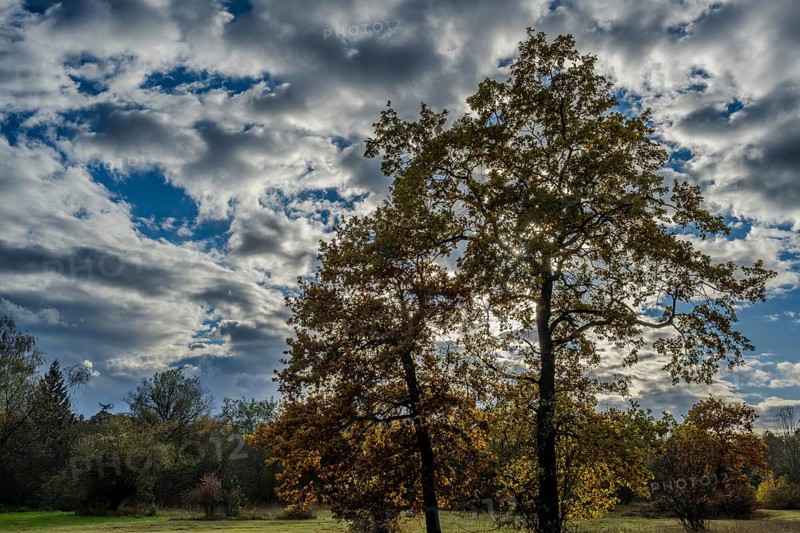 Two large trees stand in a quiet landscape, surrounded by colorful autumn leaves. The sky is blue with prominent clouds and the day is sunny and clear. Landau an der Isar, Lower Bavaria