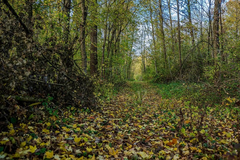 The forest trail shows a peaceful environment in autumn. Colourful leaves cover the ground as sunlight shines through the trees. The atmosphere is calm and inviting. Landau an der Isar, Lower Bavaria